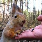 Белка берет корм с руки