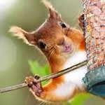 Белка берет корм с руки
