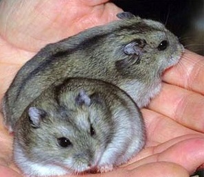 Джунгарские хомячки