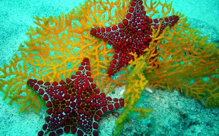 Морские звезды питаются кораллами