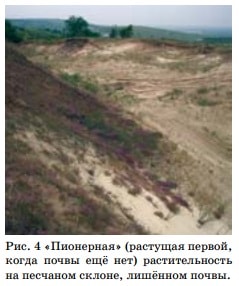 «Пионерная» (растущая первой, когда почвы еще нет) растительность на песчаном склоне, лишенном почвы.
